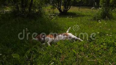 疲惫的比格狗把头放在阴凉的草地上，热天